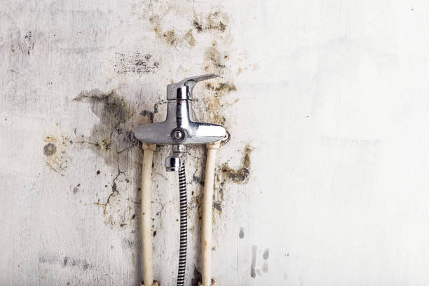 Best Emergency Mold Remediation in Bath, MI