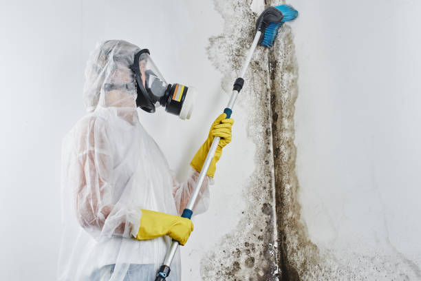 Best Kitchen Mold Remediation in Bath, MI