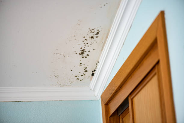 Best Black Mold Remediation in Bath, MI