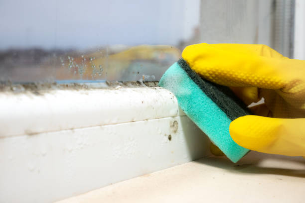 Best DIY Mold Remediation Support Services in Bath, MI