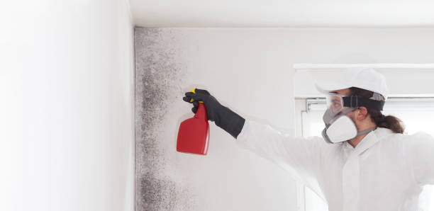 Best Post-Flood Mold Remediation in Bath, MI