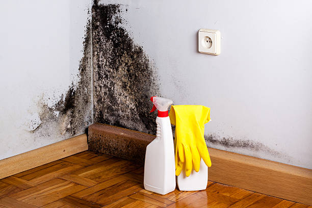 Best Industrial Mold Remediation in Bath, MI